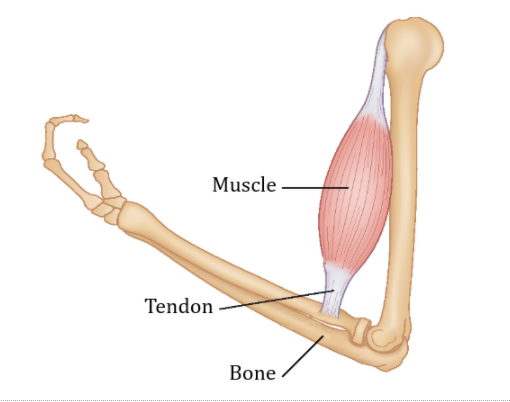 Bone Tendon Muscle