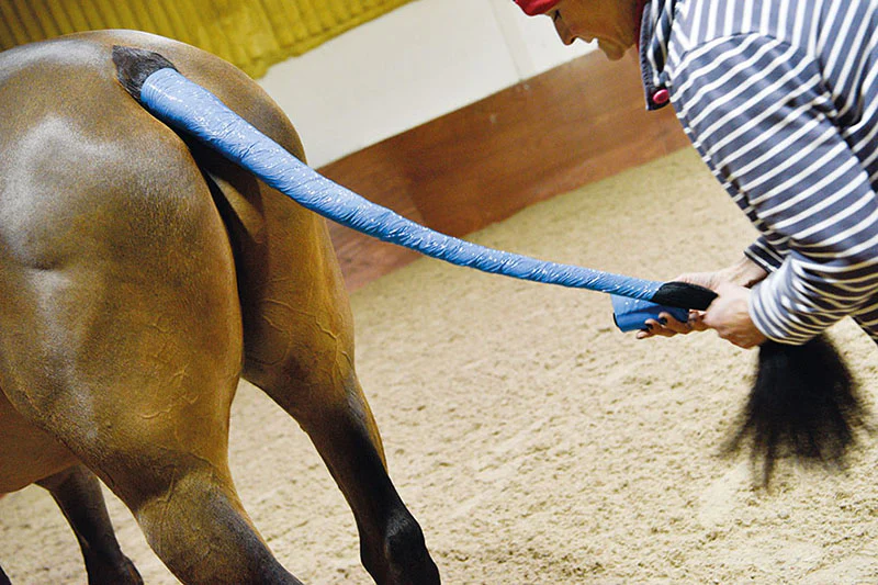 Horses tail wrapped in clingfilm